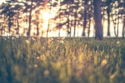 Dandelions Sunset