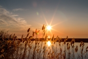 Golden Sunset