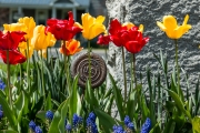 Memorial Tulips
