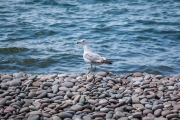 Ontario Seagull