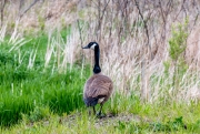 Random Goose