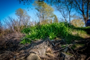 Grass On The Shore
