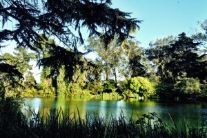 California Greens